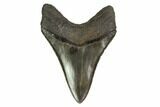 Serrated, Fossil Megalodon Tooth #149380-1